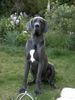 Deutsche Dogge Foto: Und was ist nun mit dem Leckerchen?? (ID 5010) Deutsche Dogge Hund