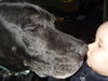 Deutsche Dogge Foto: Anka mit klein Frauchen (ID 30648) Deutsche Dogge Hund