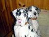 Deutsche Dogge Foto: Luna & Bella (ID 29329) Deutsche Dogge Hund