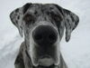 Deutsche Dogge Foto: Hey lass mich mal gucken (ID 30394) Deutsche Dogge Hund