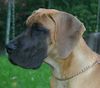 Deutsche Dogge Foto (ID 26532) Deutsche Dogge Hund