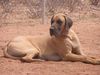 Deutsche Dogge Foto: Magnum vom King Charles, Am. Ch. (ID 36166) Deutsche Dogge Hund