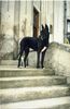 Deutsche Dogge Foto: Mama Madonna (ID 2098) Deutsche Dogge Hund