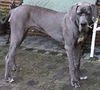 Deutsche Dogge Foto: Aristo + Luna (ID 8598) Deutsche Dogge Hund