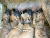 Deutsche Dogge Foto: an der Milchbar (ID 35928) Deutsche Dogge Hund