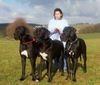 Deutsche Dogge Foto: Drei Odenwälder Jung`s, 12 Monate alt (ID 18678) Deutsche Dogge Hund