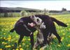 Deutsche Dogge Foto: Ich habe Dich zu Fressen gern ! (ID 3570) Deutsche Dogge Hund