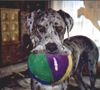 Deutsche Dogge Foto: Guck mal, mein Lieblingsball ! (ID 4012) Deutsche Dogge Hund
