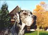 Deutsche Dogge Foto: Nessie (ID 8546) Deutsche Dogge Hund