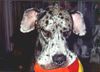Deutsche Dogge Foto: Nessie-Ohren !!! (ID 14832) Deutsche Dogge Hund