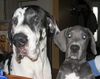 Deutsche Dogge Foto: Orph und Smilla (ID 16985) Deutsche Dogge Hund