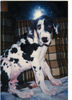 Deutsche Dogge Foto: Orph 16 Wochen (ID 33100) Deutsche Dogge Hund