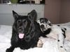Deutsche Dogge Foto: Orph sclafen mit Bonzo (ID 26911) Deutsche Dogge Hund