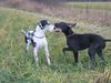 Deutsche Dogge Foto: Orph und Greven (ID 26912) Deutsche Dogge Hund