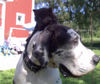 Deutsche Dogge Foto: Kissen sitzen auf Orphs kopf (ID 33099) Deutsche Dogge Hund