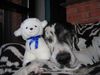 Deutsche Dogge Foto: Orph und Lambi (ID 26913) Deutsche Dogge Hund