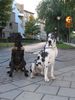Deutsche Dogge Foto: Orph und Savanah (ID 26914) Deutsche Dogge Hund