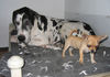 Deutsche Dogge Foto: Orph und Skvablick (ID 33016) Deutsche Dogge Hund