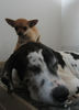 Deutsche Dogge Foto: Skvablick sitzen auf Orphs kopf (ID 33017) Deutsche Dogge Hund