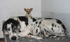 Deutsche Dogge Foto: Orph versucht zu schlafen, aber Skvablick ist nicht (ID 33018) Deutsche Dogge Hund