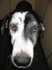 Deutsche Dogge Foto: Orph (ID 17931) Deutsche Dogge Hund