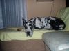 Deutsche Dogge Foto: Carma L'Eleganza della Zara (ID 9381) Deutsche Dogge Hund