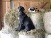 Deutsche Dogge Foto: sam und luna (ID 44192) Deutsche Dogge Hund