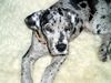 Deutsche Dogge Foto: Unser (ID 33862) Deutsche Dogge Hund