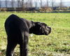 Deutsche Dogge Foto: King Duke vom schwarzen Born (ID 30660) Deutsche Dogge Hund