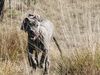 Deutsche Dogge Foto: Cerberus vom Simberg (ID 7257) Deutsche Dogge Hund