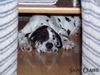 Deutsche Dogge Foto: Heritage Saxifraga - 7 weeks old (ID 7415) Deutsche Dogge Hund