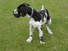 Deutsche Dogge Foto: Pleasure vom Schäferhof 15.Wo. (ID 32880) Deutsche Dogge Hund