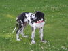 Deutsche Dogge Foto: Pleasure vom Schäferhof 16 Wochen alt (ID 32757) Deutsche Dogge Hund