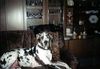 Deutsche Dogge Foto: das ist cesar(8 jahre), der hund von meinen schwiegereltern (ID 17854) Deutsche Dogge Hund