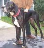 Deutsche Dogge Foto: Quintus (ID 1664) Deutsche Dogge Hund