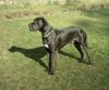 Deutsche Dogge Foto: ramon vom schloss laupheim (ID 7524) Deutsche Dogge Hund
