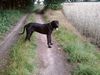 Deutsche Dogge Foto: stolze 19 monate unser rocky (ID 42551) Deutsche Dogge Hund