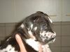 Deutsche Dogge Foto: Kukuck, da bin ich endlich! (ID 4601) Deutsche Dogge Hund
