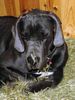 Deutsche Dogge Foto: Sam im Heubett (ID 19893) Deutsche Dogge Hund