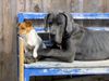 Deutsche Dogge Foto: Sam und Fuzzi (ID 19892) Deutsche Dogge Hund