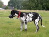 Deutsche Dogge Foto: Pleasure vom Schäferhof 18.Wo (ID 32883) Deutsche Dogge Hund