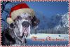 Deutsche Dogge Foto: Axel, Sandra und (ID 17011) Deutsche Dogge Hund