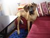 Deutsche Dogge Foto: Schön bequem (ID 42567) Deutsche Dogge Hund