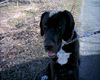 Deutsche Dogge Foto: Darf ich mich vorstellen? Chester.... (ID 3789) Deutsche Dogge Hund