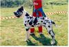 Deutsche Dogge Foto: STENTOR (ID 3483) Deutsche Dogge Hund