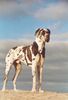Deutsche Dogge Foto: Achilles (18 Monate) (ID 37113) Deutsche Dogge Hund