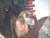 Deutsche Dogge Foto: Luka mit 5 Jahre (ID 8616) Deutsche Dogge Hund