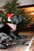 Deutsche Dogge Foto: Krümel zu Weihnachten (ID 6580) Deutsche Dogge Hund
