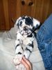 Deutsche Dogge Foto: Doggenbaby Angel (ID 37555) Deutsche Dogge Hund
