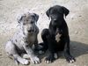 Deutsche Dogge Foto: Doggenbabys Amy und Aragon (ID 37556) Deutsche Dogge Hund